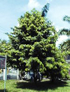 黒檀の樹木（スリランカにて）