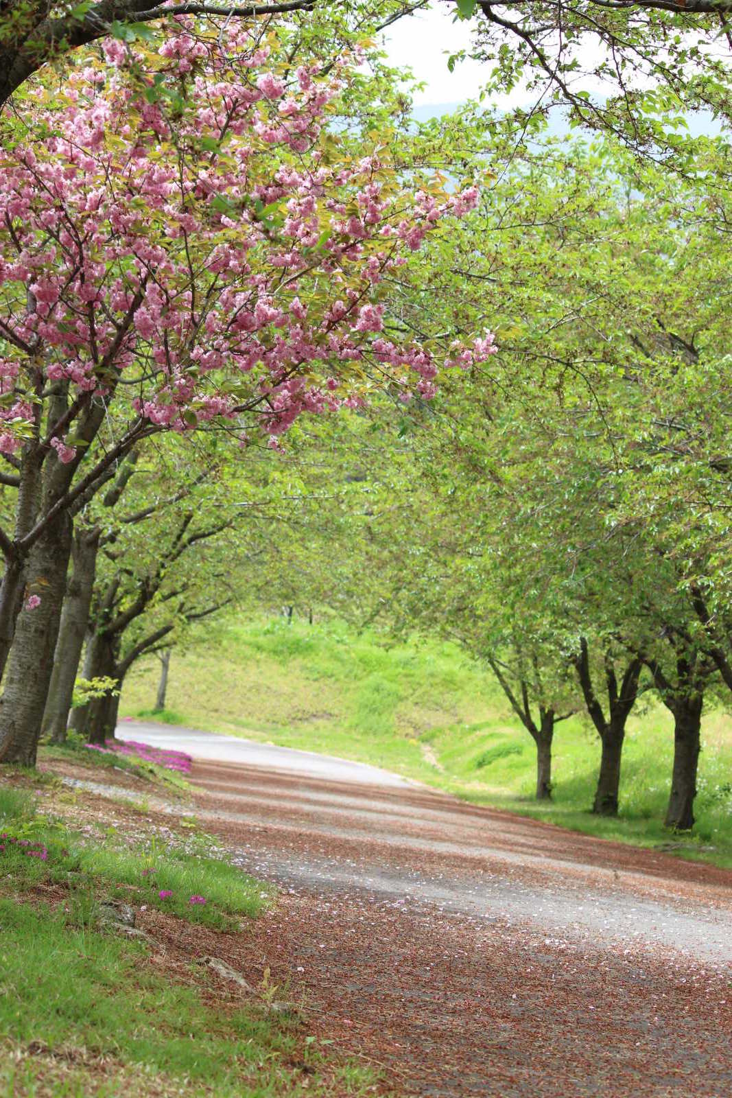 桑原雁塚霊園「桜花園」の桜並木